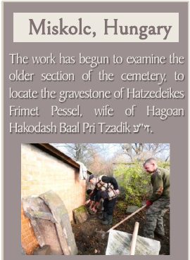 Miskolc, November 2025: a cemetery-preservation team begins searching the old section for the gravestone of Frumet Pessel, wife of the Pri Tzadik.
